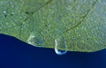 Dewy leaf skeleton, leaf background with veins and cells