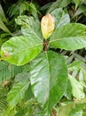 Dewy leaves of Ficus fistulosa