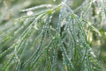 dewy leaves in the garden