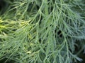 dewy leaves in the garden