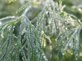 dewy leaves in the garden