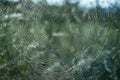 Dewy plants and spider net with nice soft artistic bokeh - abstract background