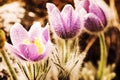 Dewy Pulsatilla slavica in spring garden, beauty filter Royalty Free Stock Photo