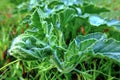 Dewy Pumpkin bud in the bright early morning with green leaves in the background Royalty Free Stock Photo