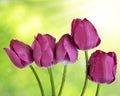 Dewy purple tulips
