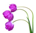 Dewy purple tulips