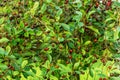 Dewy ripe cherries on the cherry tree in the garden Royalty Free Stock Photo