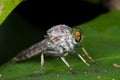 A dewy robber fly on green leaf