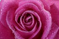 Dewy rose Royalty Free Stock Photo