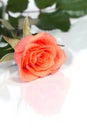 Dewy rose Royalty Free Stock Photo