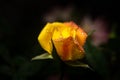 Dewy rose buds on a flower bed, selective focus