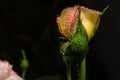 Dewy rose buds on a flower bed, selective focus Royalty Free Stock Photo