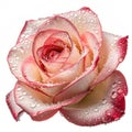 Dewy Rose Royalty Free Stock Photo