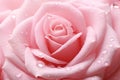 Dewy Rose pink drops closeup. Generate Ai Royalty Free Stock Photo