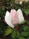 Dewy Rose