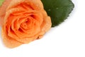 Dewy rose - Write your own text on it! Royalty Free Stock Photo