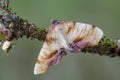 Dewy Scorched Wing sitting on twig Royalty Free Stock Photo