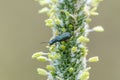 Dewy soft-wing flower beetle grass in field
