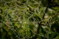 Dewy spider web