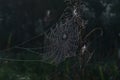 Dewy spider web on dry tall grass against a dark background Royalty Free Stock Photo