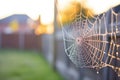 dewy spider web on a fence with backlight from the sunset Royalty Free Stock Photo