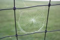 Dewy spiderweb hangs on a fence