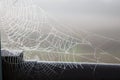 A dewy spider web in the morning