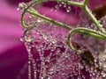 Dewy spider web - net and flowers Royalty Free Stock Photo