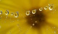 Dewy spider web - net and flowers - macro Royalty Free Stock Photo