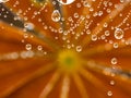 Dewy spider web - net and flowers - macro Royalty Free Stock Photo