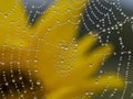 Dewy spider web - net and flowers - macro Royalty Free Stock Photo