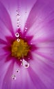 dewy spider web - net and flowers - macro