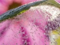 Dewy spider web - net and flowers Royalty Free Stock Photo