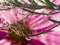 dewy spider web - net and flowers Royalty Free Stock Photo