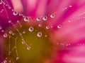 Dewy spider web - net and flowers Royalty Free Stock Photo