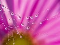 Dewy spider web - net and flowers Royalty Free Stock Photo