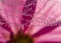 Dewy spider web - net and flowers Royalty Free Stock Photo