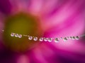 dewy spider web - net and flowers Royalty Free Stock Photo