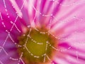 Dewy spider web - net and flowers Royalty Free Stock Photo