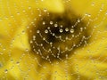 Dewy spider web - net and flowers - macro Royalty Free Stock Photo