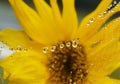 Dewy spider web - net and flowers - macro Royalty Free Stock Photo