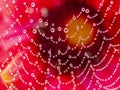 Dewy spider web - net and flowers - macro Royalty Free Stock Photo