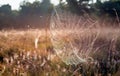 Dewy spider web between stems of grasses Royalty Free Stock Photo