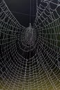 Dewy Spiders Web Royalty Free Stock Photo