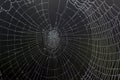 Dewy Spiders Web Royalty Free Stock Photo