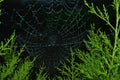Dewy Spiderweb