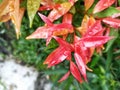 Dewy Splendor,Water Droplets on Red Leaf Bud Royalty Free Stock Photo