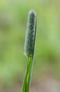 Dewy timothy gras in field Royalty Free Stock Photo