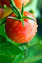 Dewy tomatoes