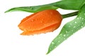 Dewy tulip Royalty Free Stock Photo